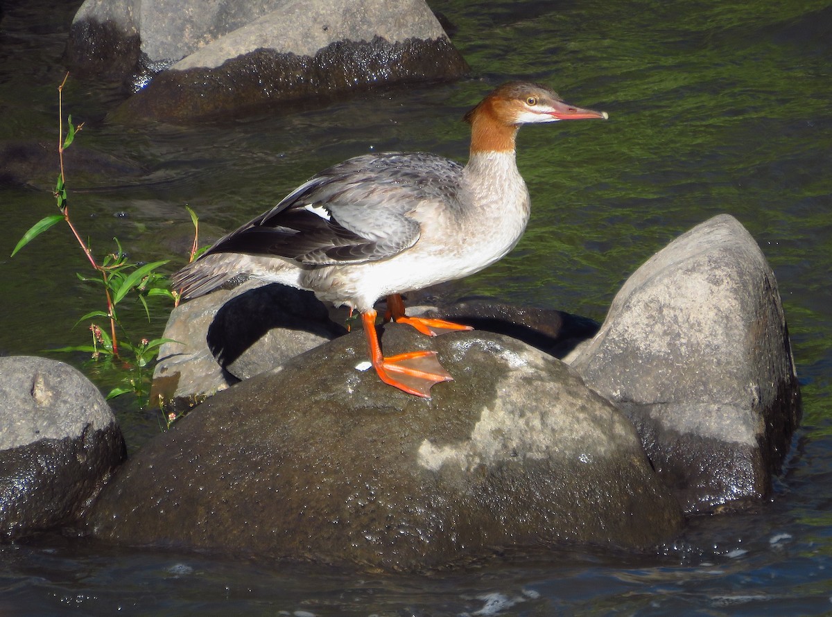 Common Merganser - Denise Wight