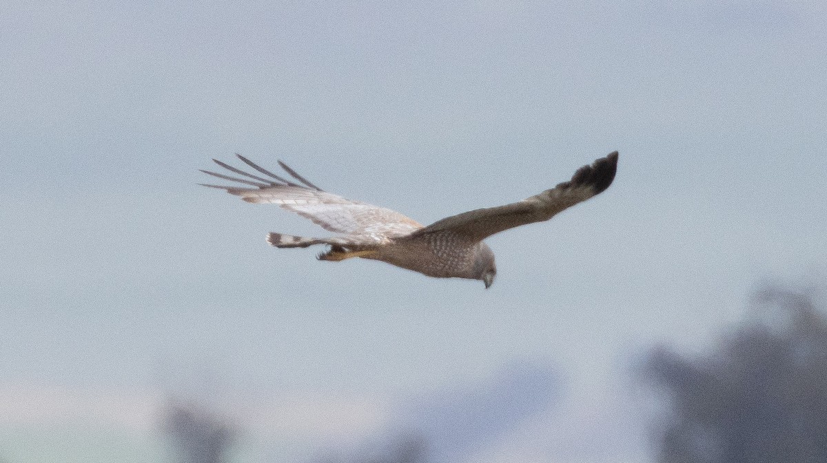 Spotted Harrier - ML623936109