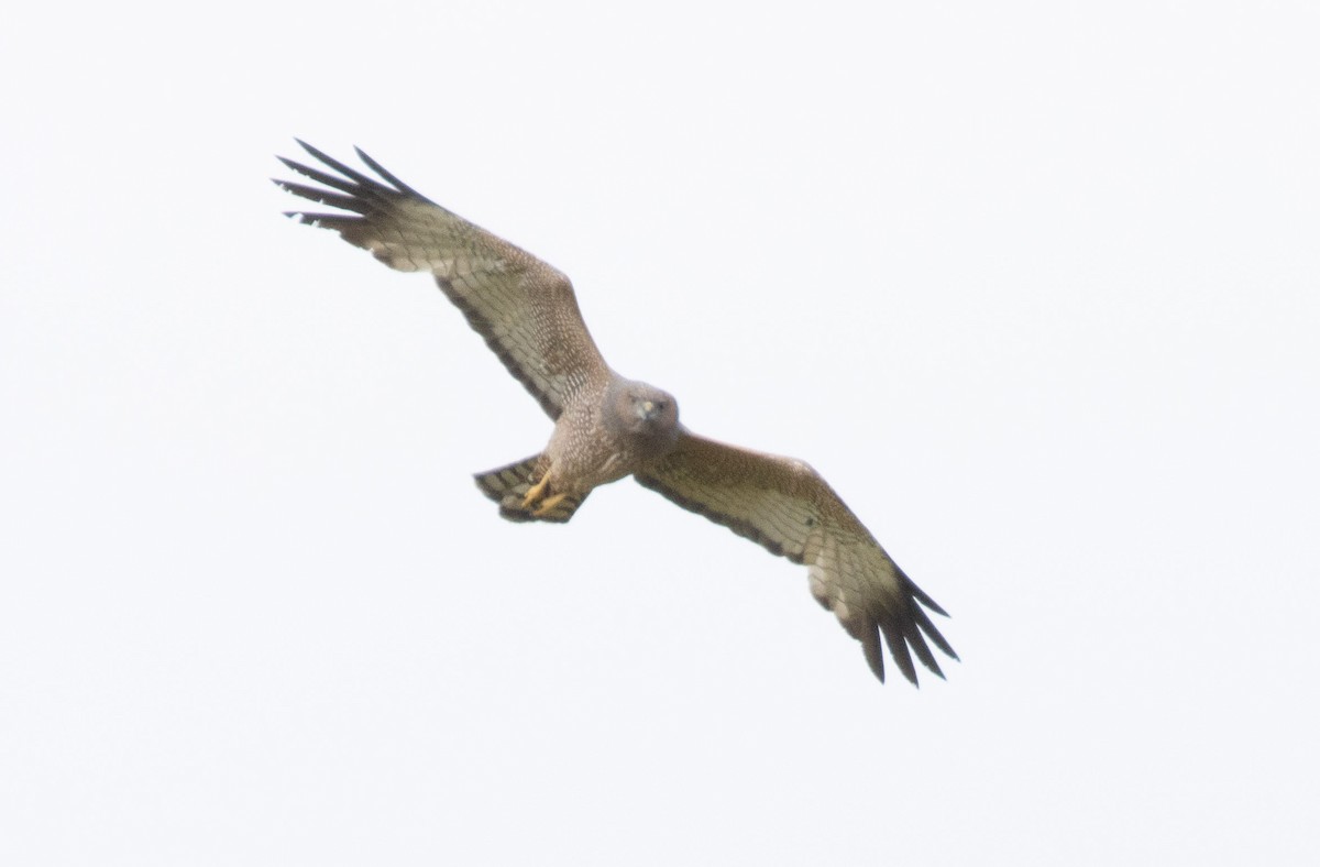 Spotted Harrier - ML623936113