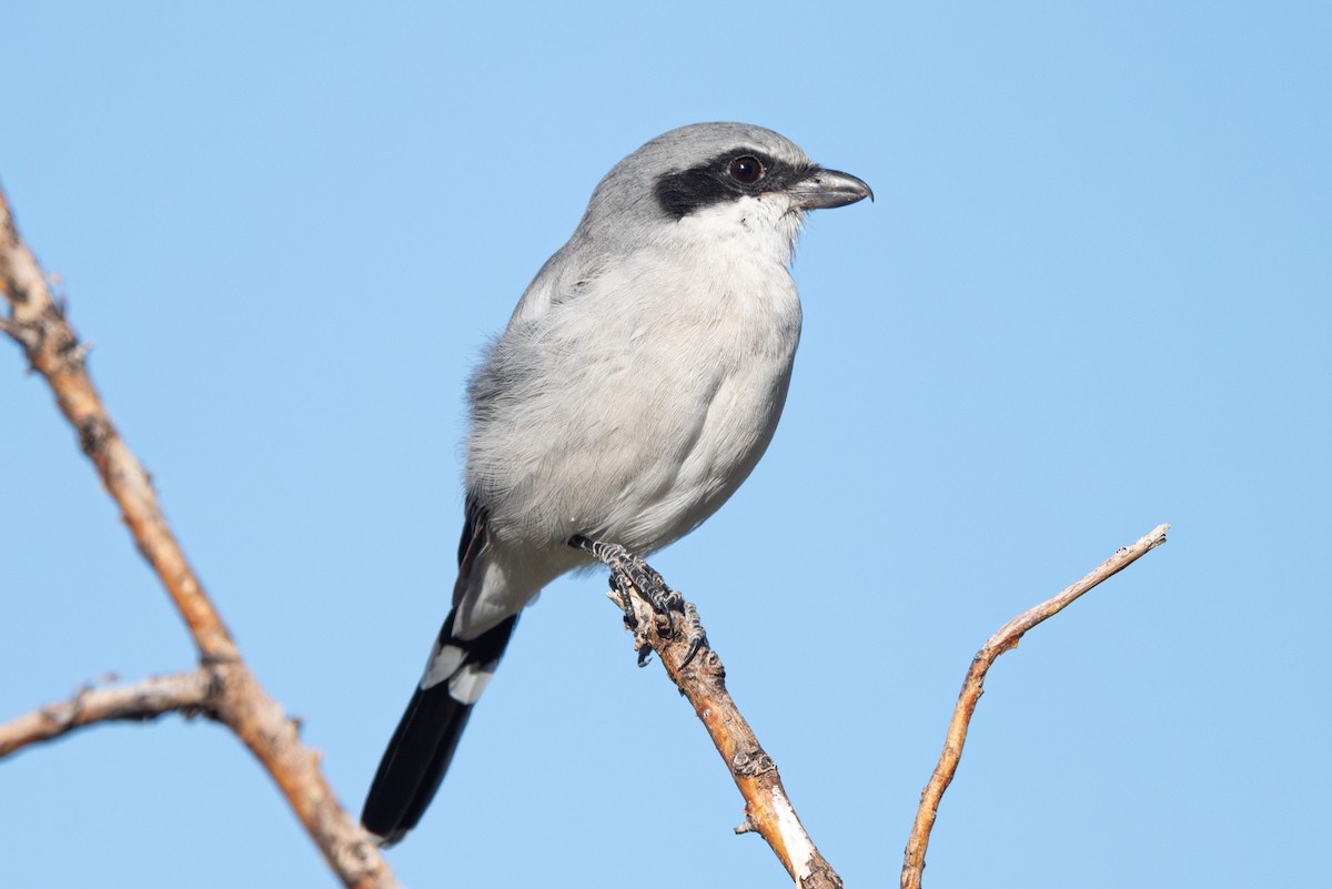 Loggerhead Shrike - ML623936115