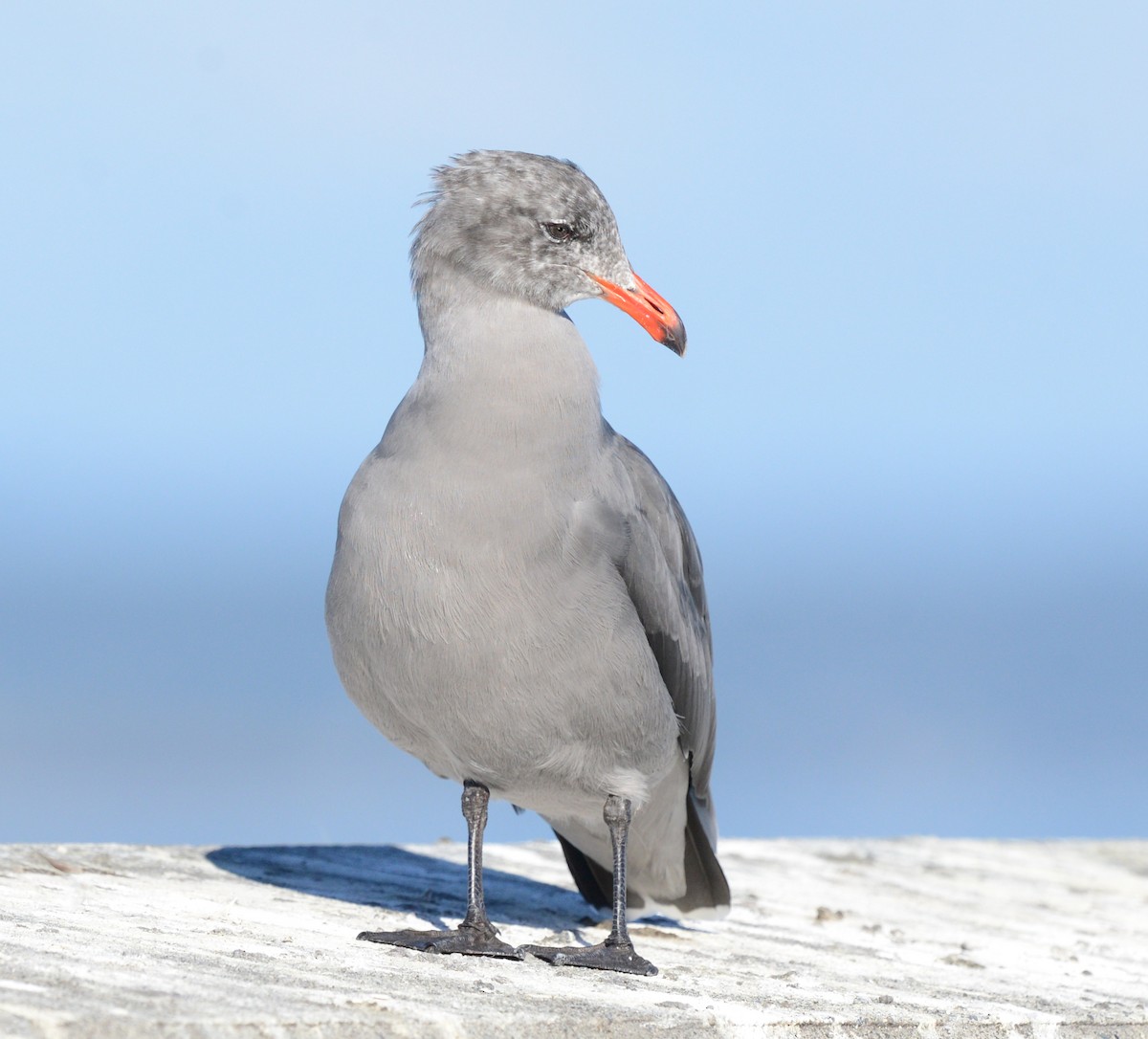 Heermann's Gull - ML623936134