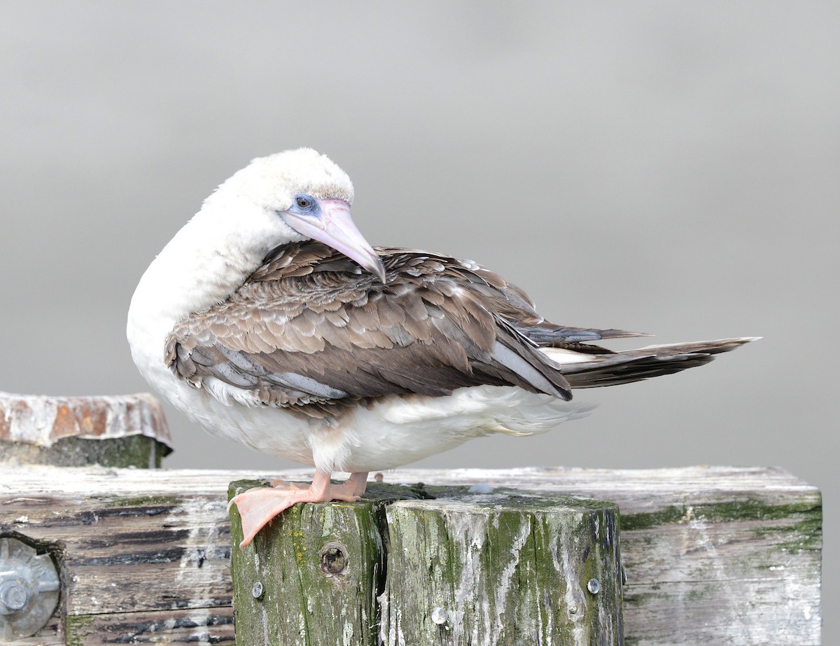 Red-footed Booby - ML623936145