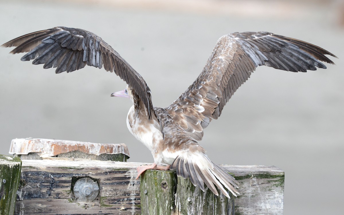 Red-footed Booby - ML623936146