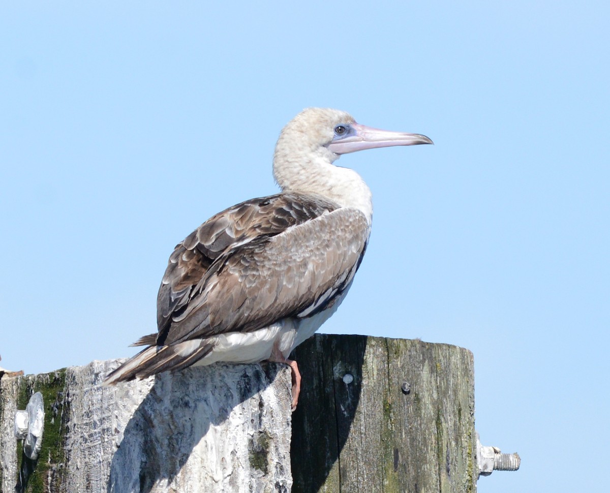 Red-footed Booby - ML623936147