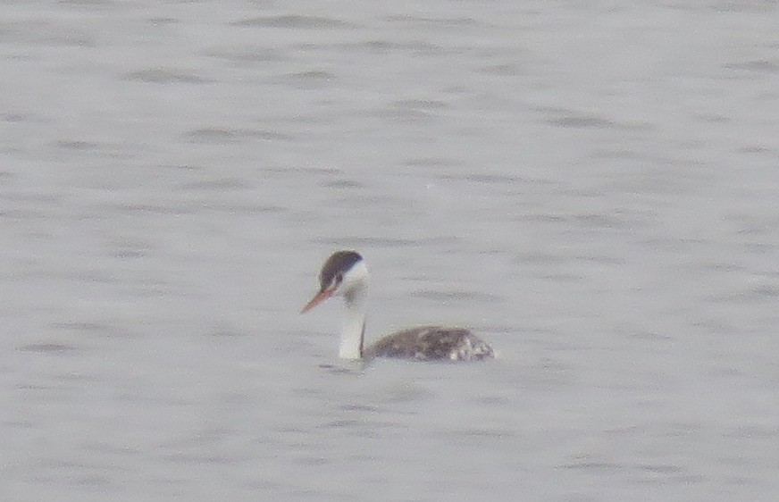 Clark's Grebe - ML623936149