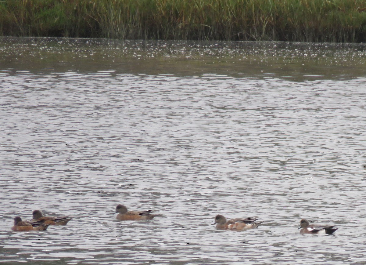 American Wigeon - David Mostardi