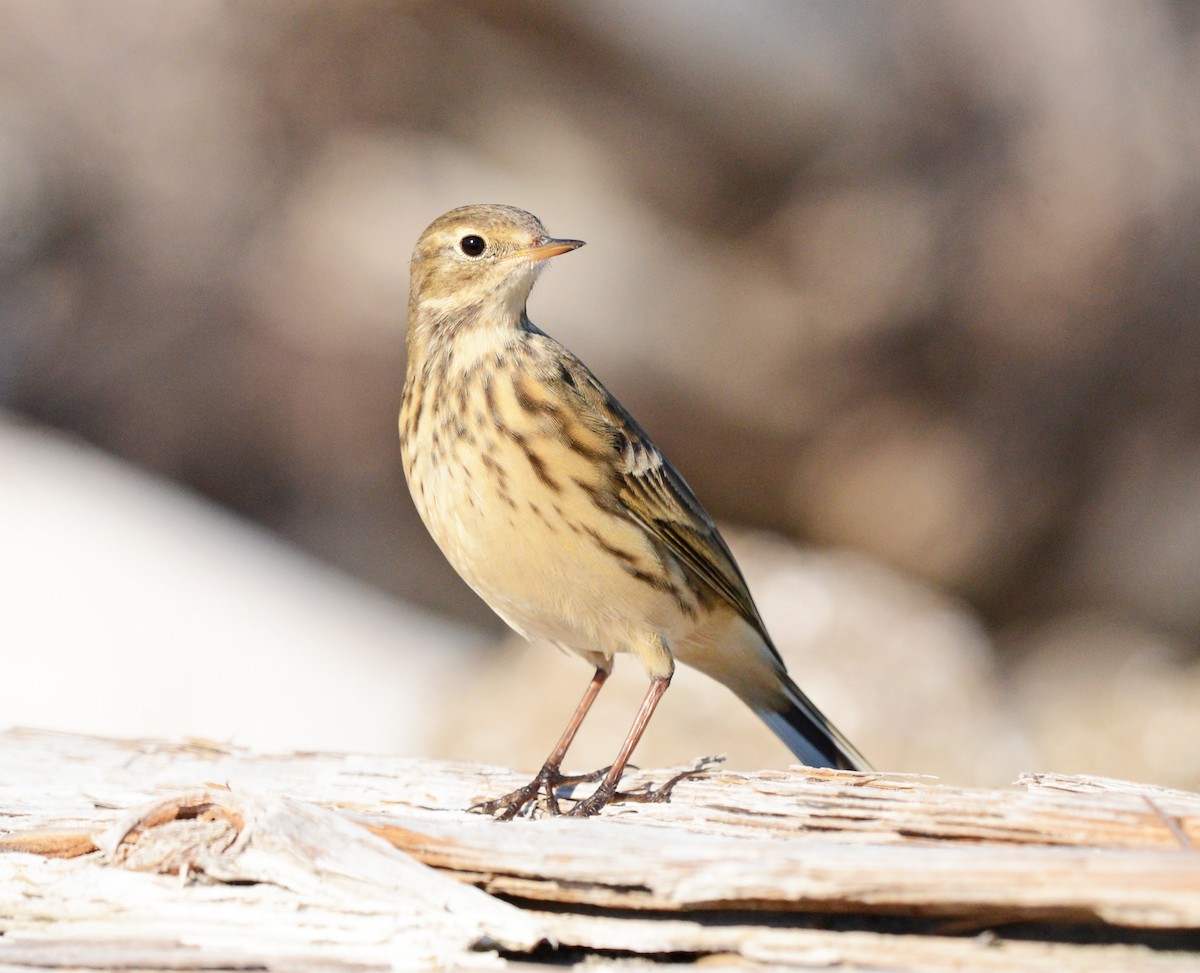 American Pipit - ML623936168