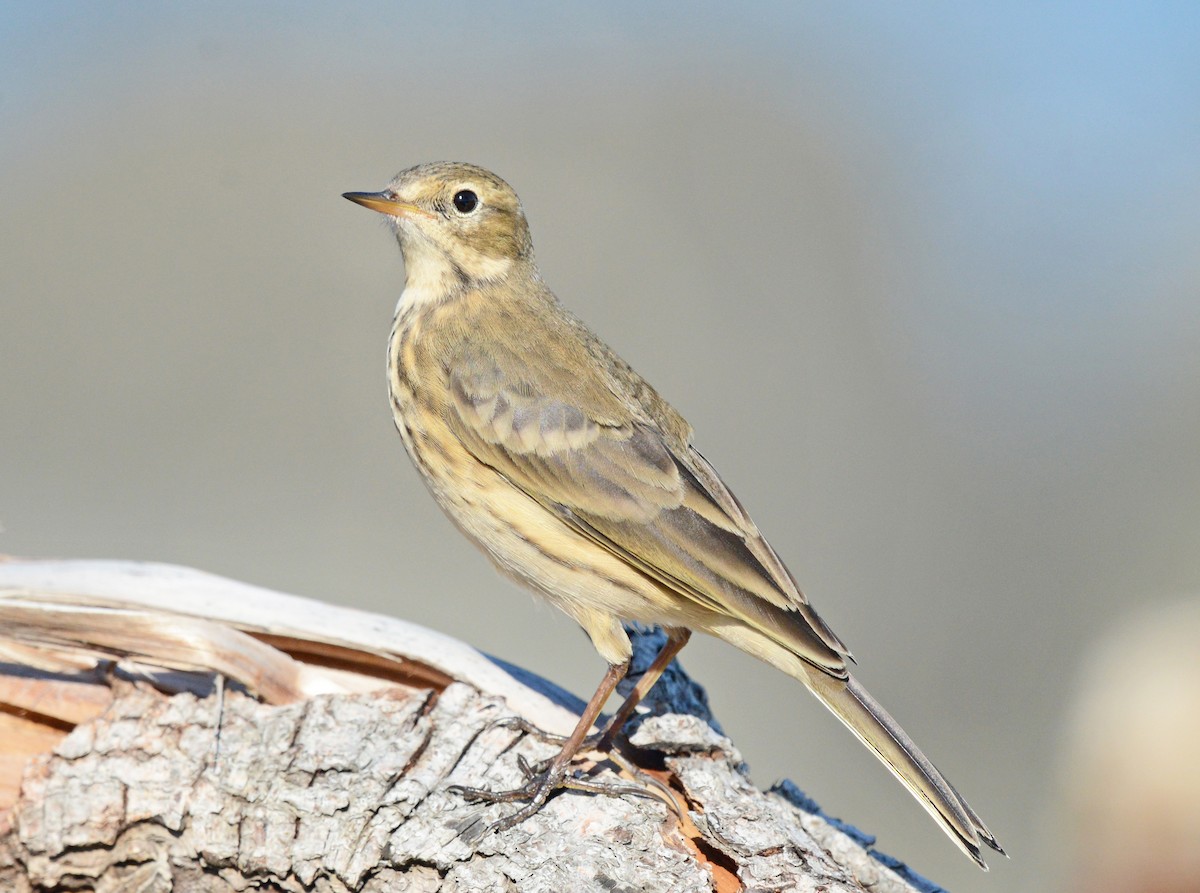 American Pipit - ML623936169