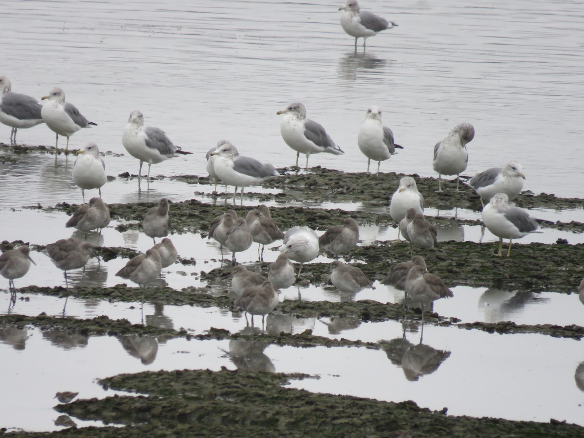 California Gull - ML623936172