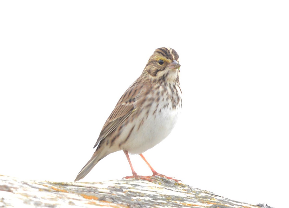 Savannah Sparrow - ML623936174