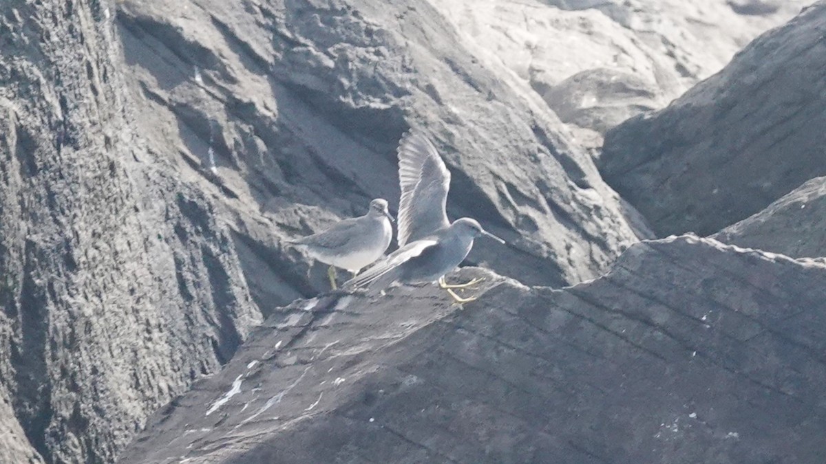 Wandering Tattler - ML623936185