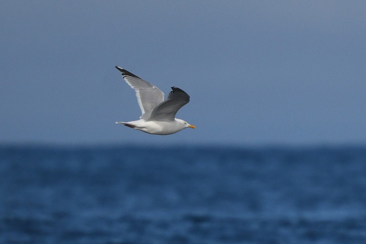 Herring Gull - Charlie Wright