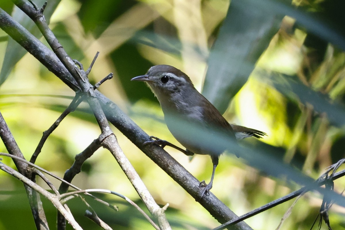 White-bellied Wren - ML623936199