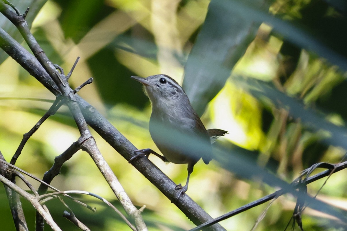 White-bellied Wren - ML623936201