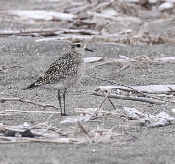 American Golden-Plover - ML623936237