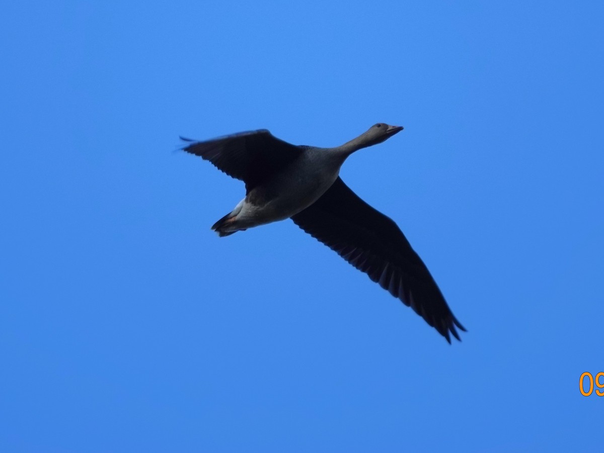 Greater White-fronted Goose - ML623936239