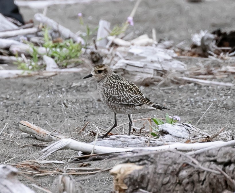 Pacific Golden-Plover - ML623936242