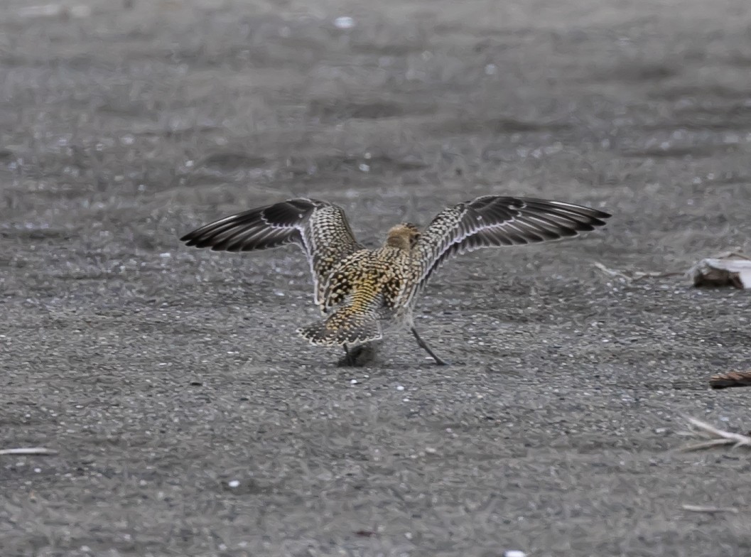 Pacific Golden-Plover - ML623936244