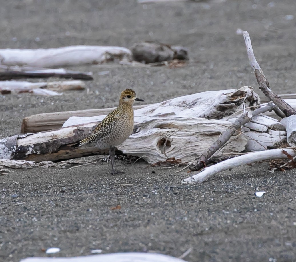 Pacific Golden-Plover - ML623936245