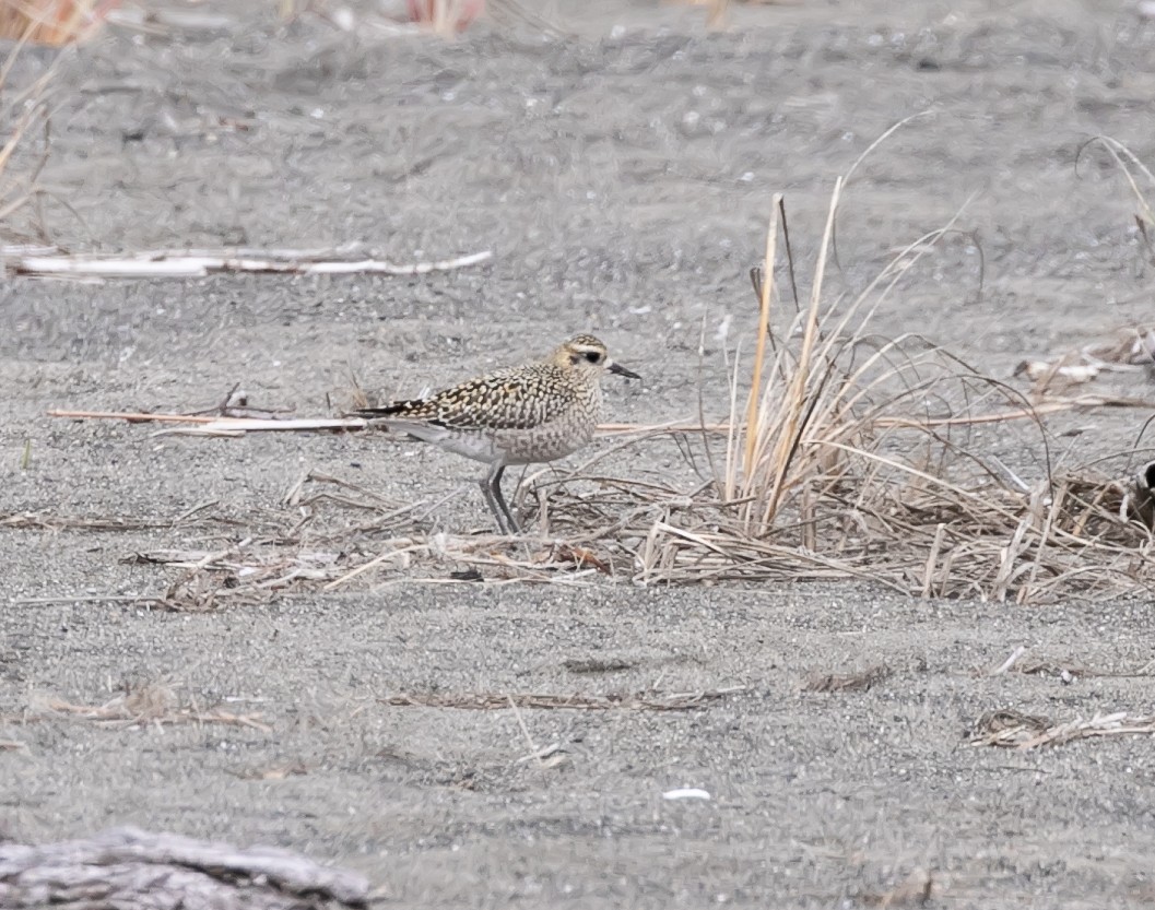 Pacific Golden-Plover - ML623936246