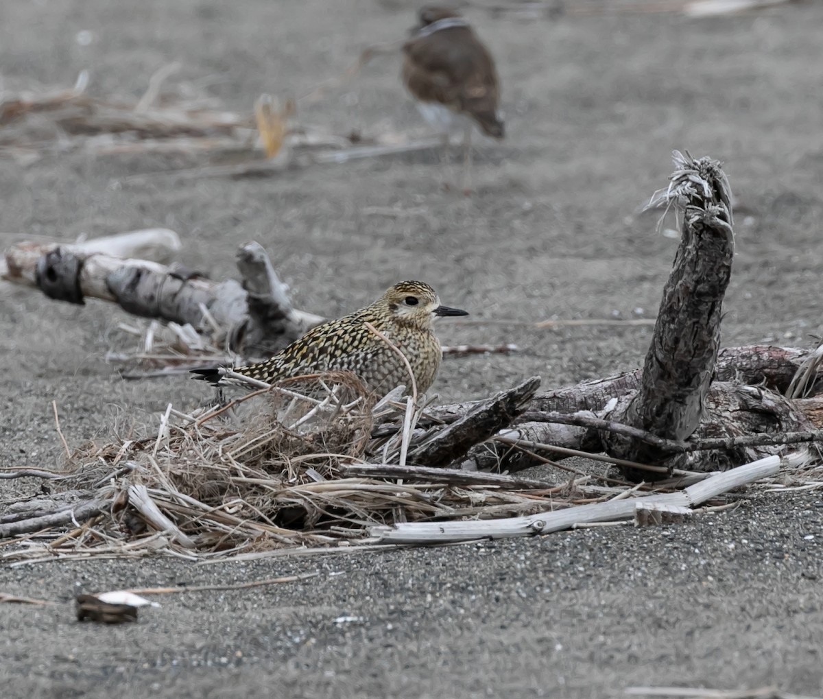 Pacific Golden-Plover - ML623936248