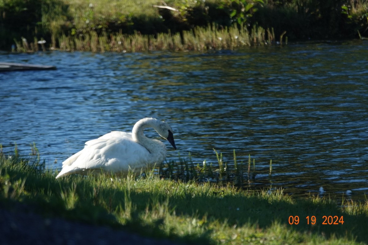 Trumpeter Swan - ML623936251