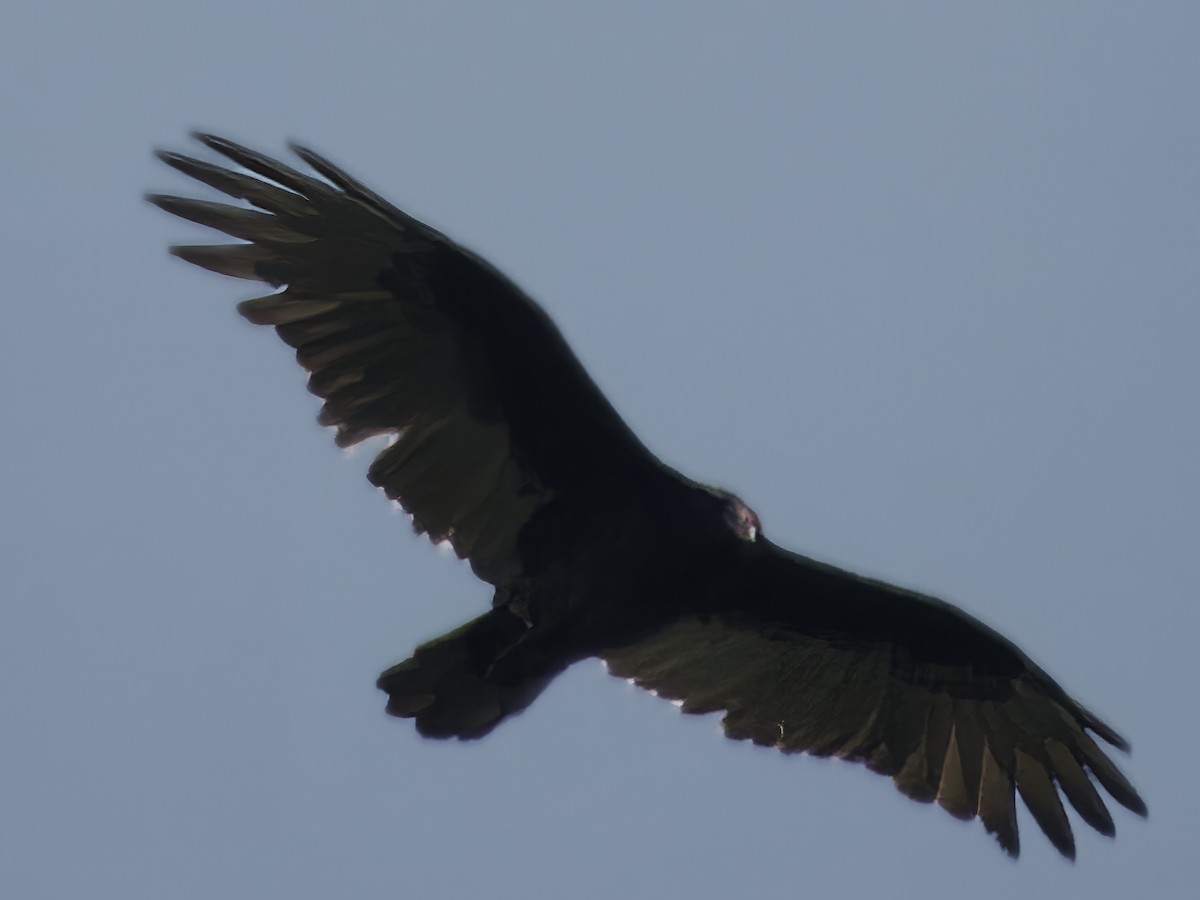 Turkey Vulture - ML623936254