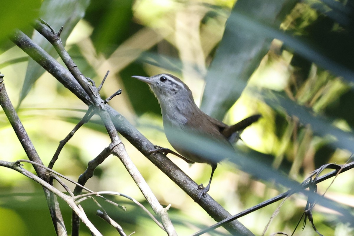 White-bellied Wren - ML623936258