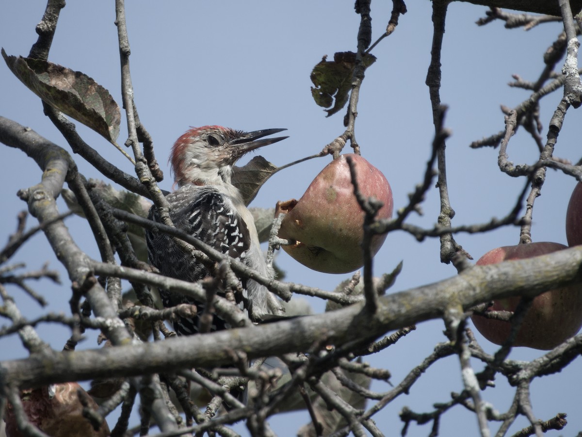 Red-bellied Woodpecker - ML623936260