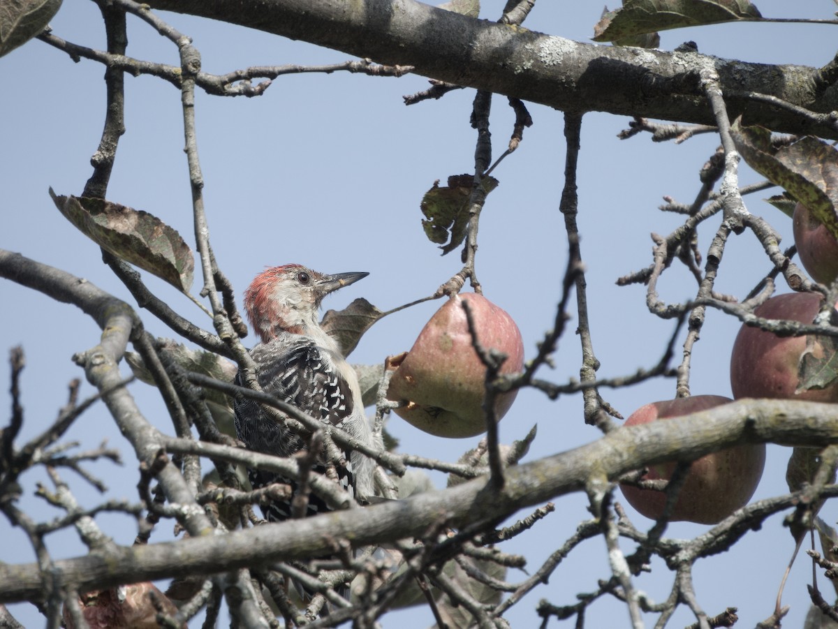 Red-bellied Woodpecker - ML623936261