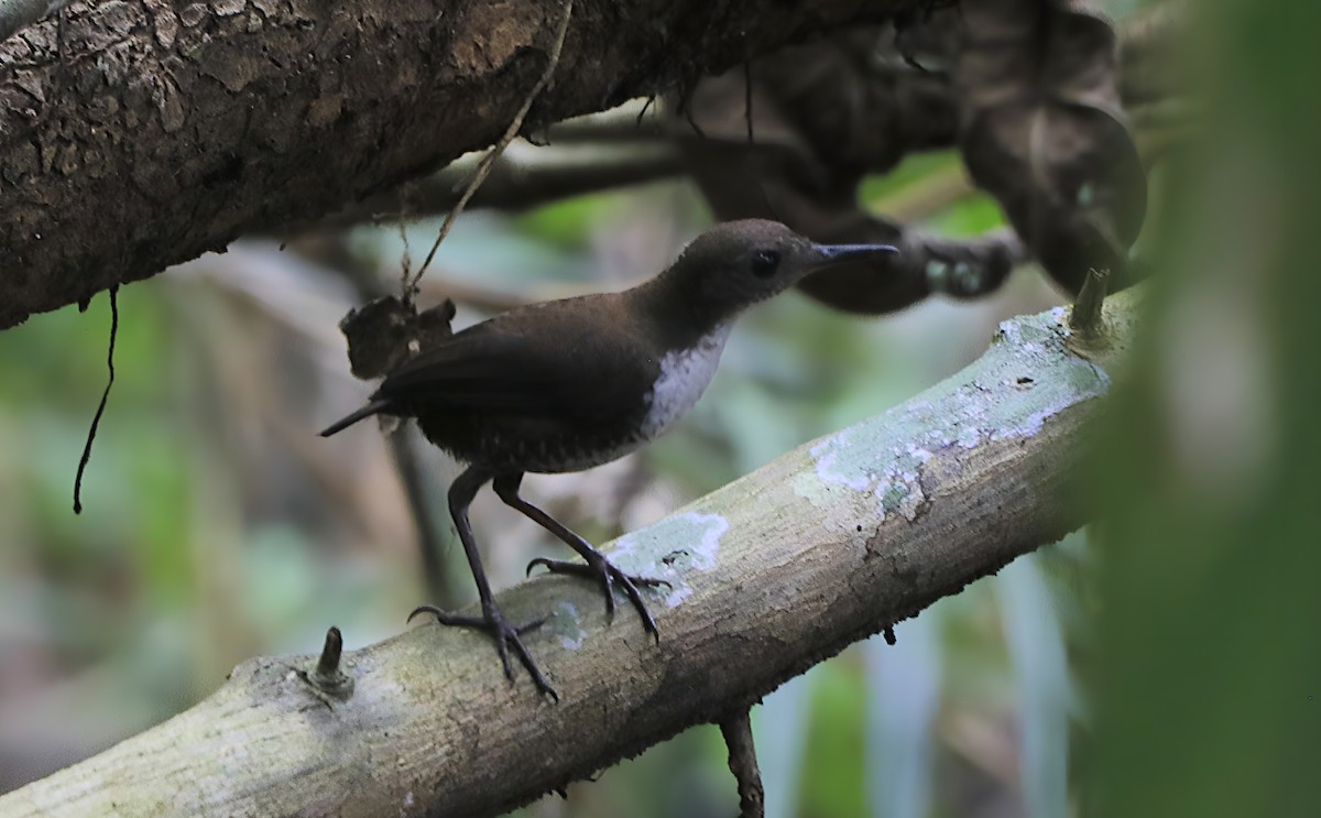 Scaly-breasted Wren - ML623936264