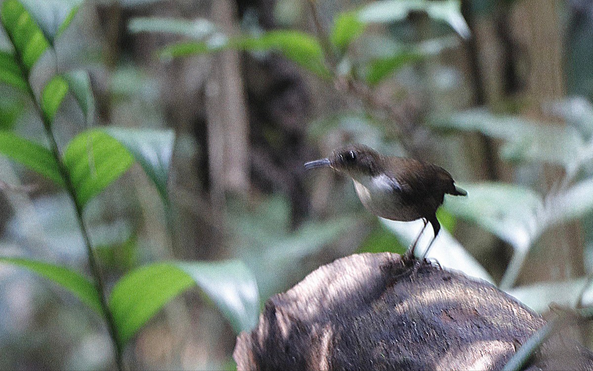 Scaly-breasted Wren - ML623936265