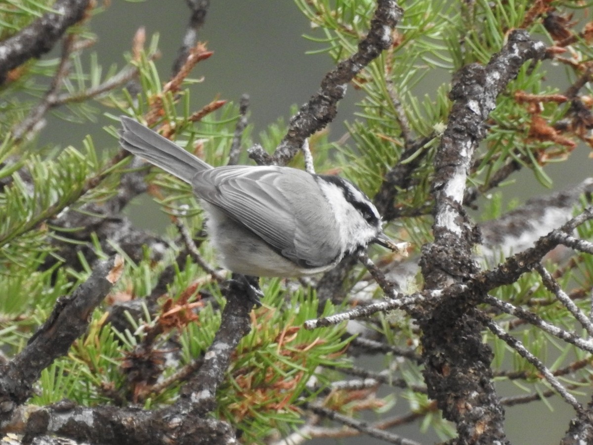 Mountain Chickadee - ML623936266