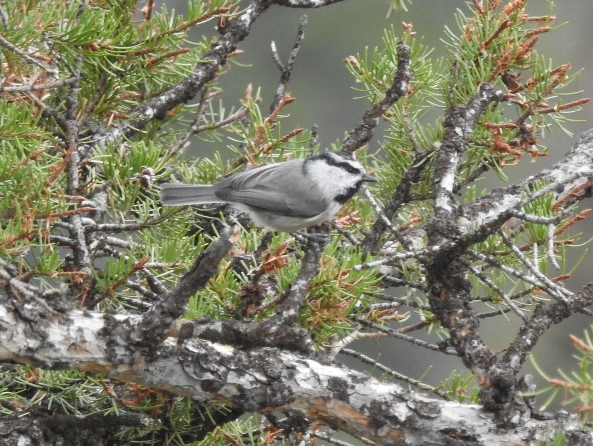 Mountain Chickadee - ML623936267