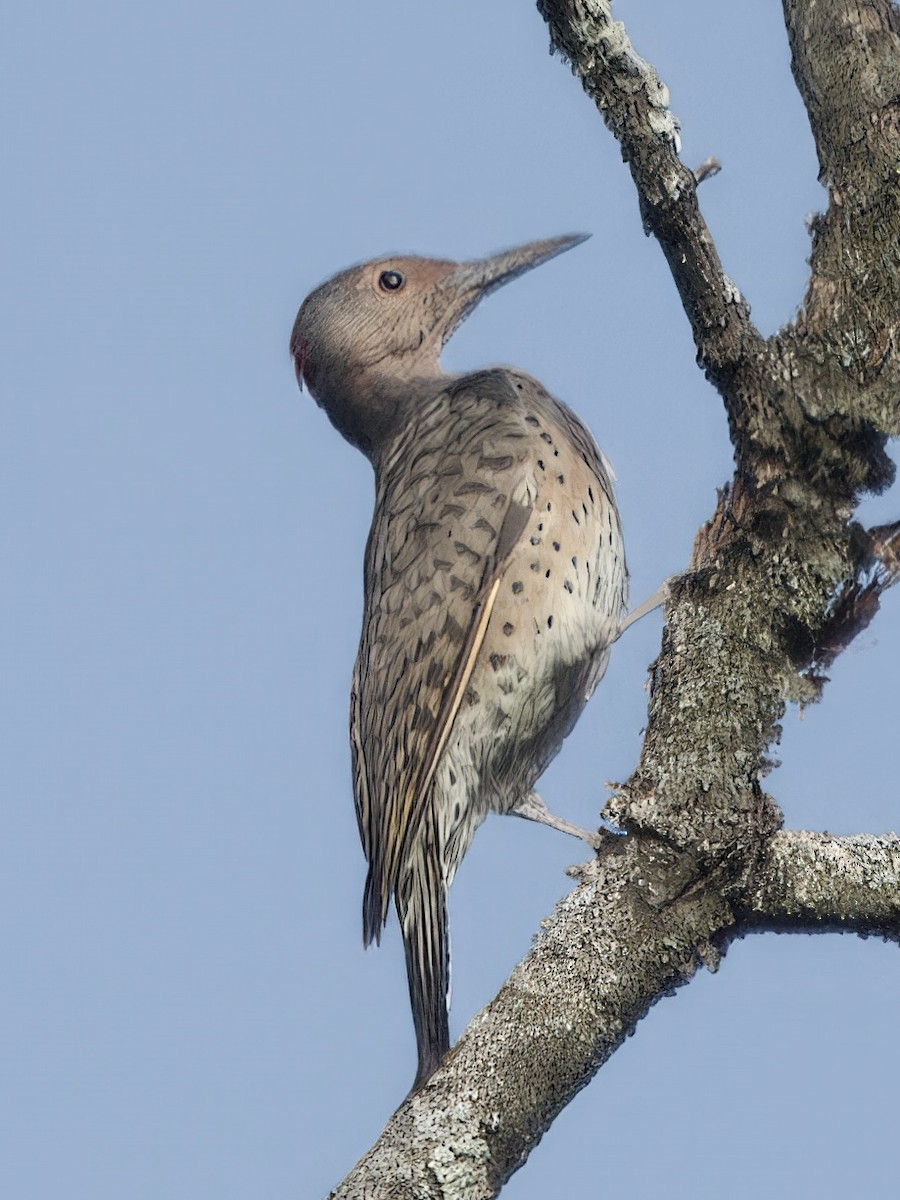 Northern Flicker - ML623936270