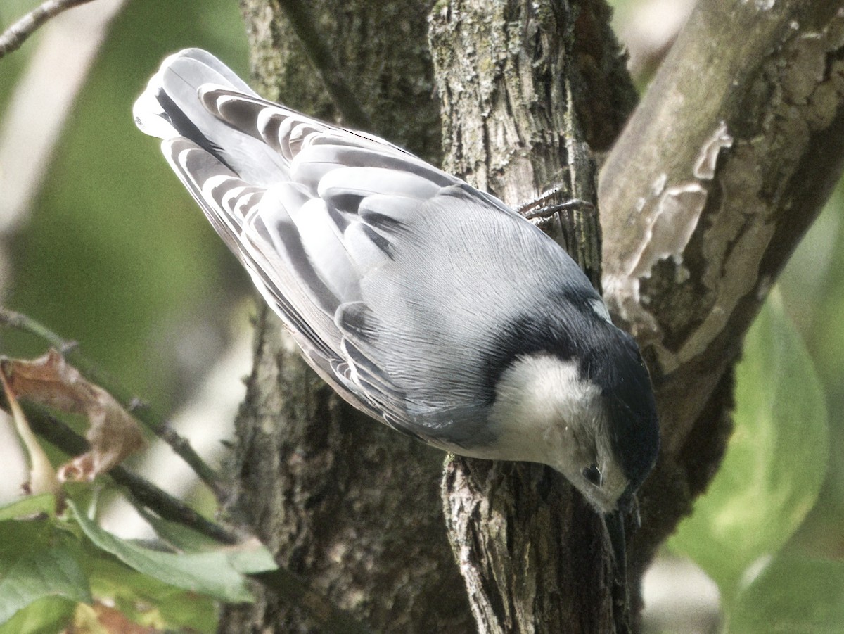 White-breasted Nuthatch - ML623936284