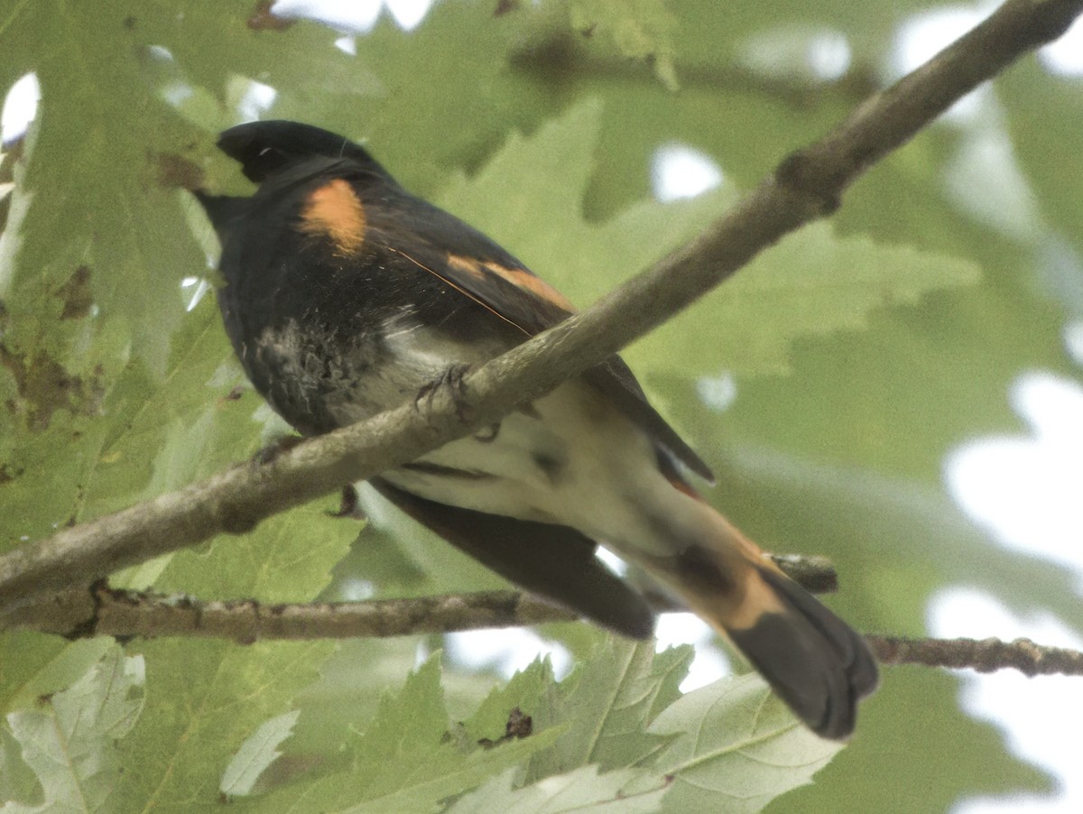 American Redstart - ML623936288