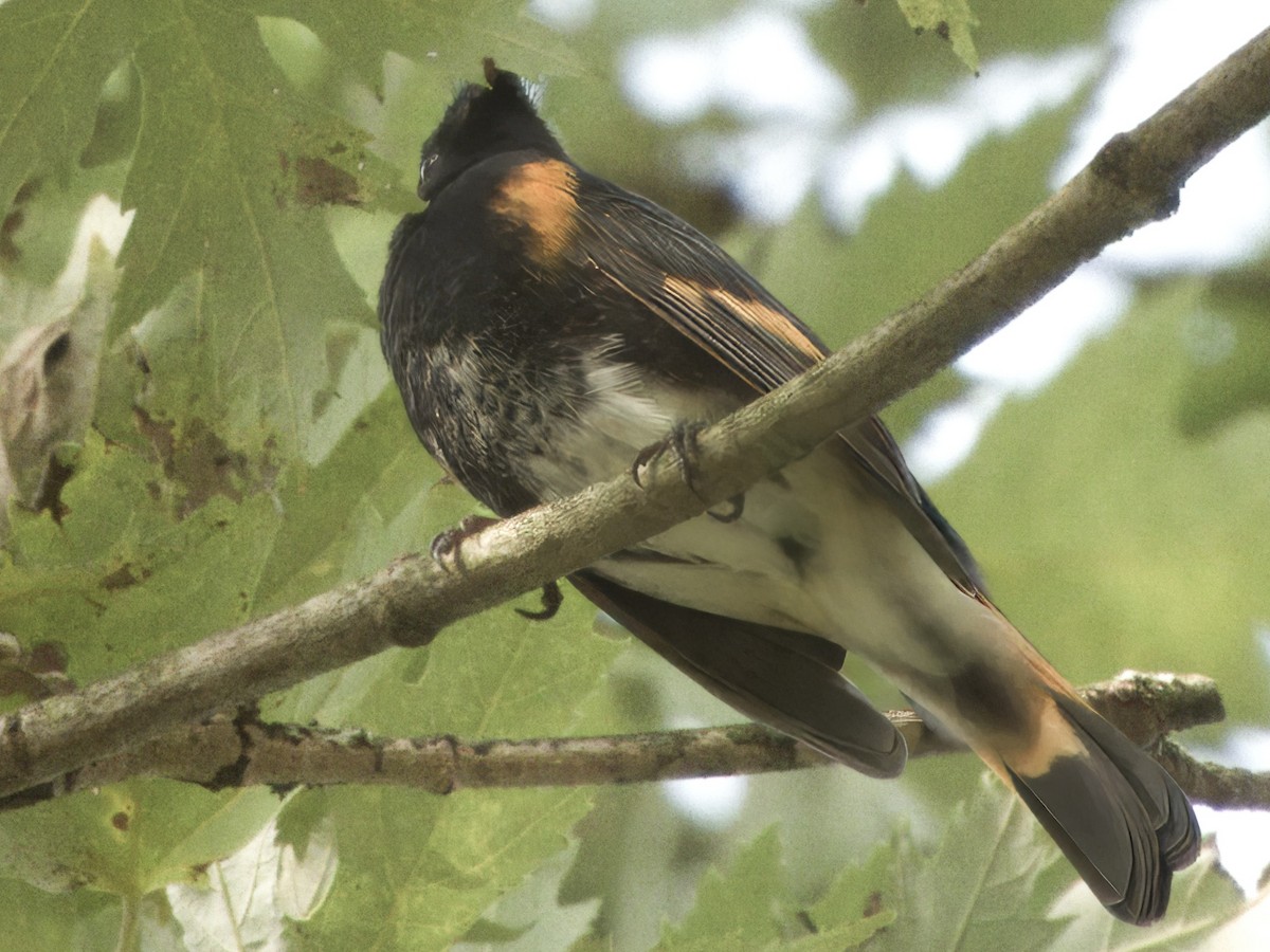 American Redstart - ML623936289