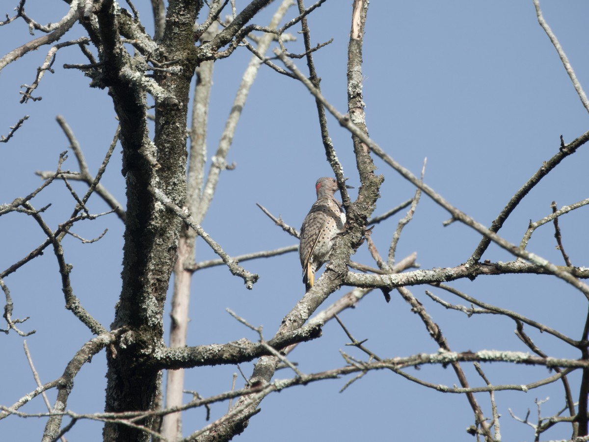 Northern Flicker - ML623936293