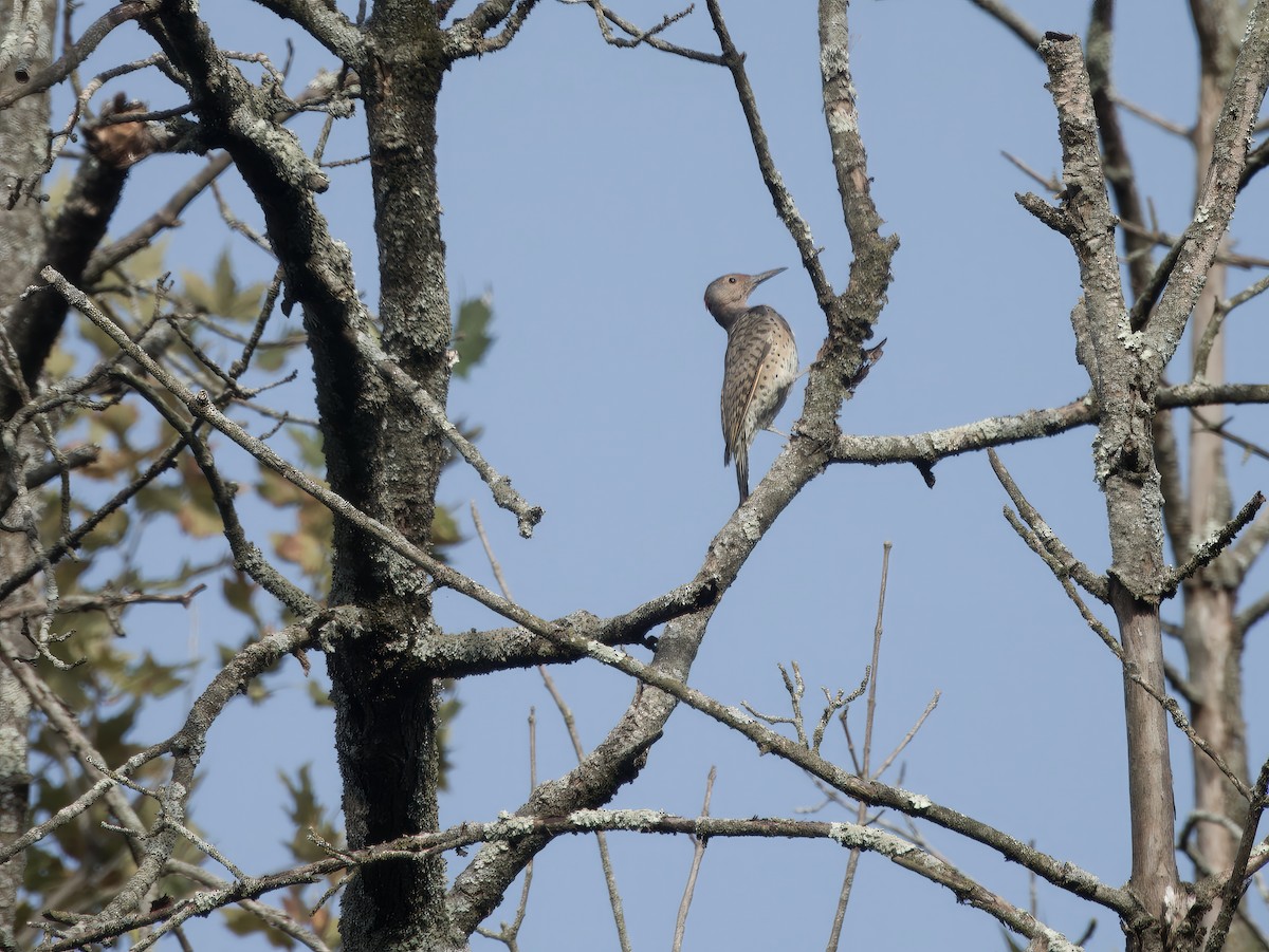 Northern Flicker - ML623936294