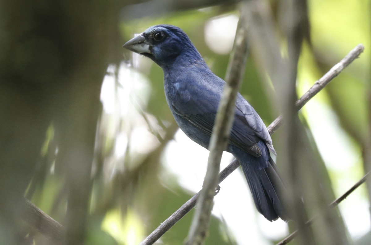 Amazonian Grosbeak - ML623936308