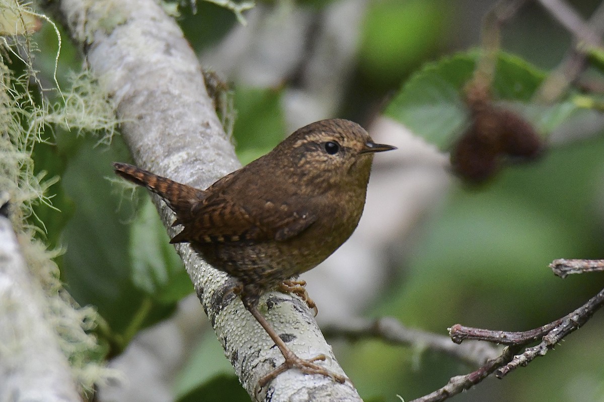 Pacific Wren - ML623936313