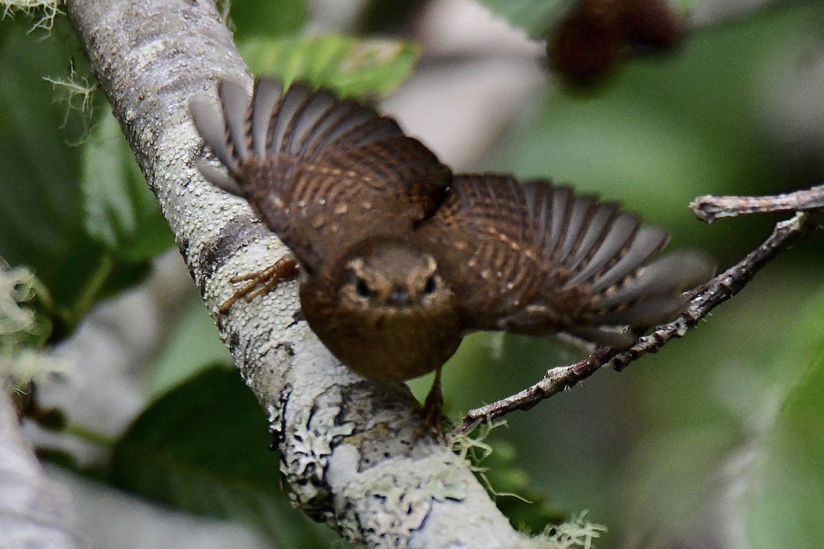 Pacific Wren - ML623936314