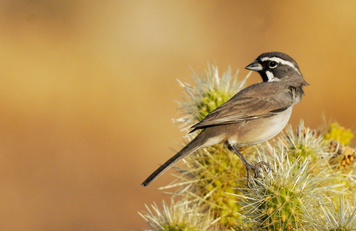 Black-throated Sparrow - ML623936327