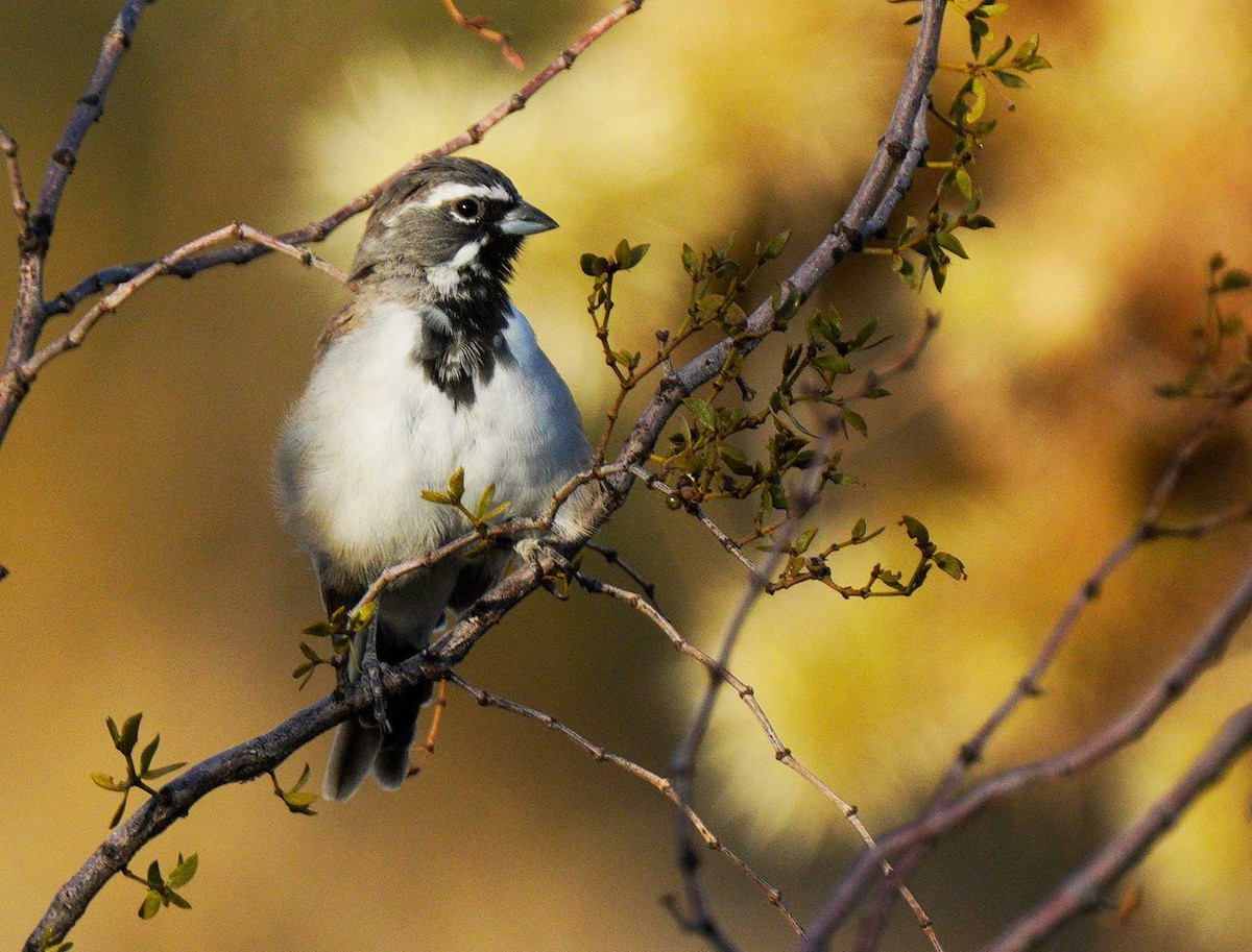 Black-throated Sparrow - ML623936328