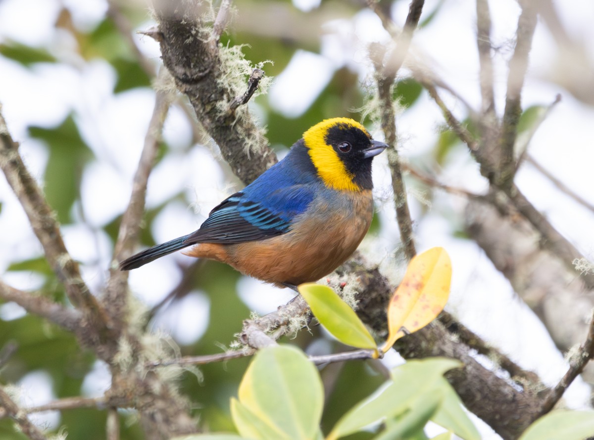 Golden-collared Tanager - ML623936351