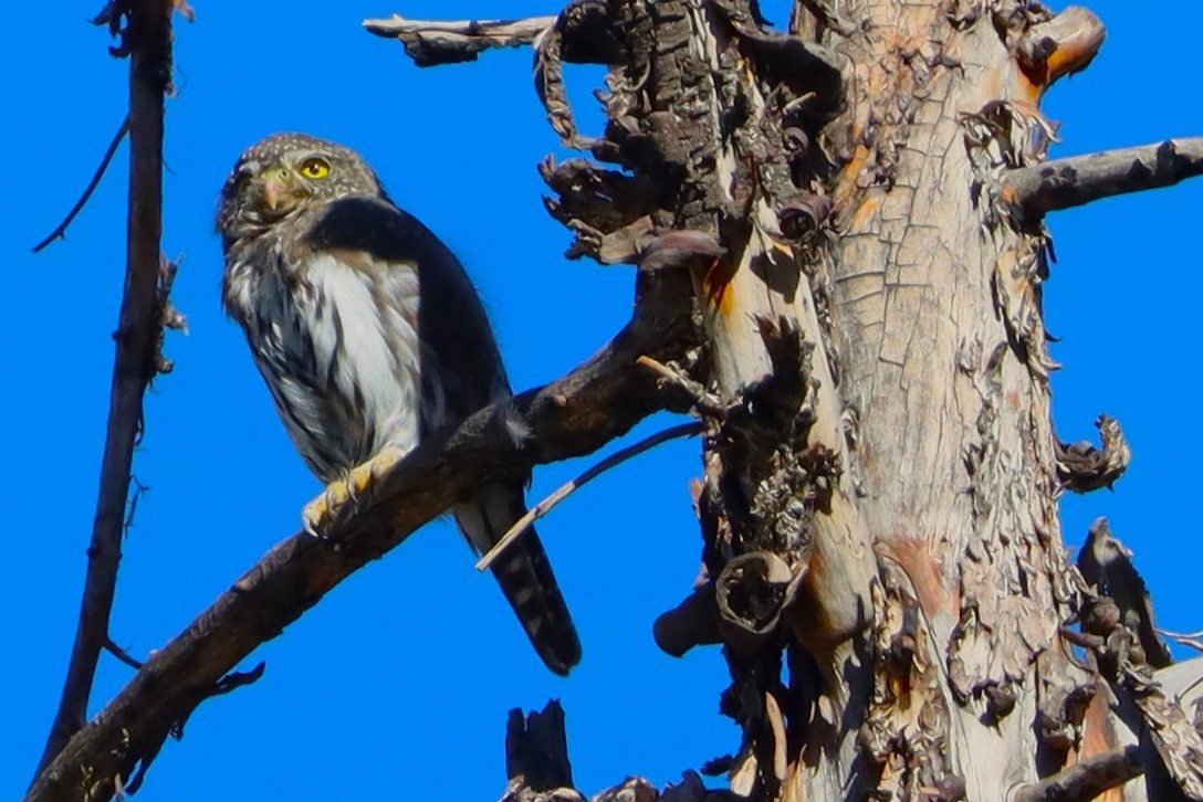 Northern Pygmy-Owl - ML623936402