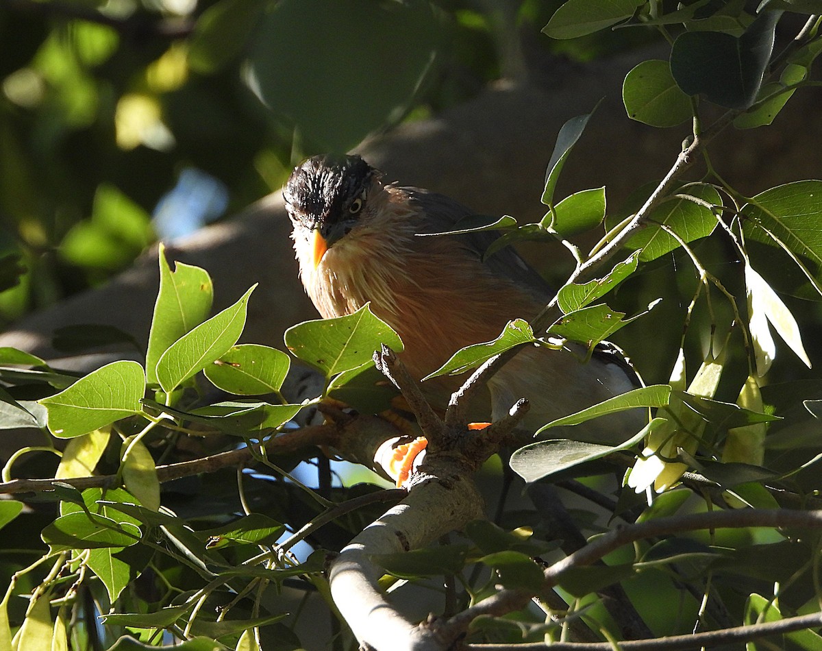 Brahminy Starling - ML623936408