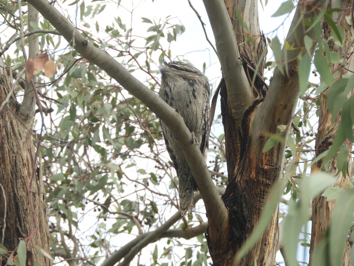 Tawny Frogmouth - Charles Silveira