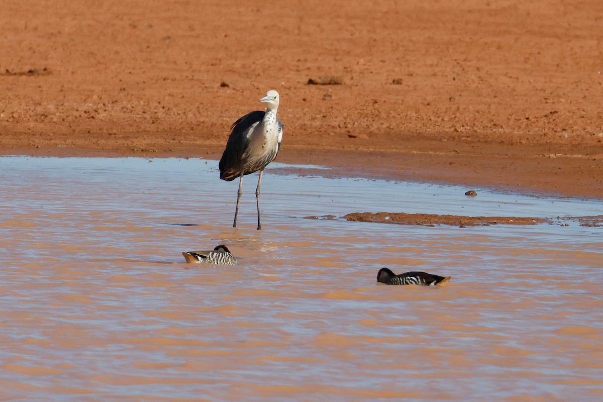 Pacific Heron - Sheila Rowlands